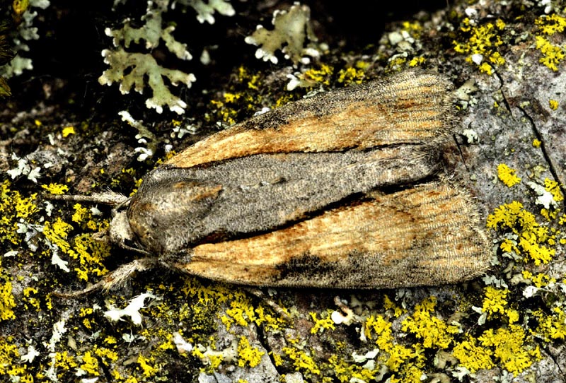 Bryophila raptricula/felina